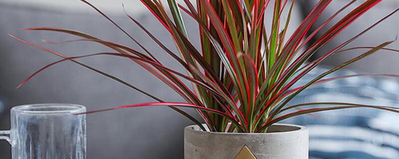 三彩千年木怎么養(yǎng)