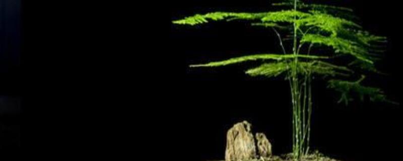 文竹小苗怎么養(yǎng)