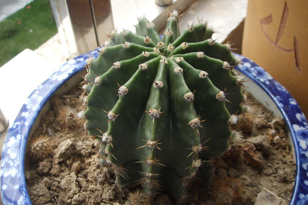 仙人球根部腐爛怎么辦，修剪處理后重新栽植