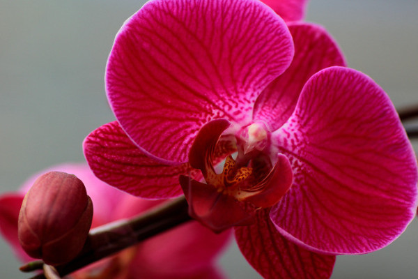 蝴蝶蘭的根長(zhǎng)出來怎么辦