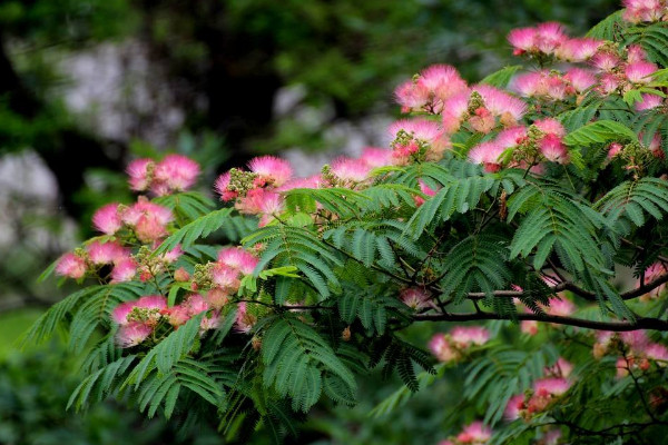 合歡花花語(yǔ)