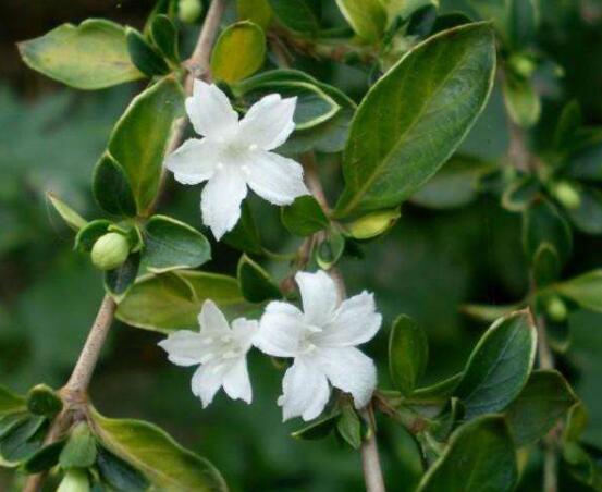 六月雪掉葉子怎么回事，最簡單實效三種解決辦法