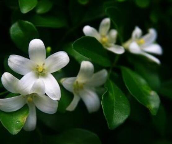 盆栽九里香的養(yǎng)殖方法，老農(nóng)教你七個最實用基本方法