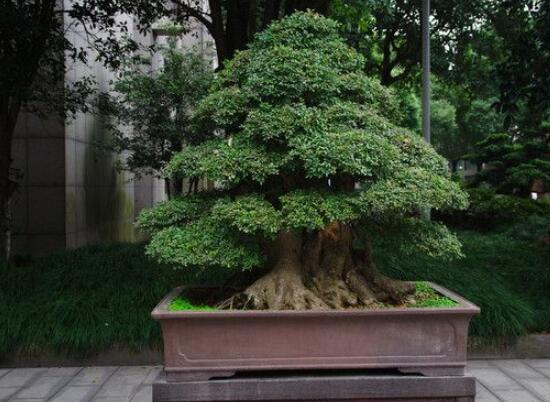 榕樹(shù)氣根怎么培養(yǎng)，老農(nóng)總結(jié)最簡(jiǎn)單有效五種方法