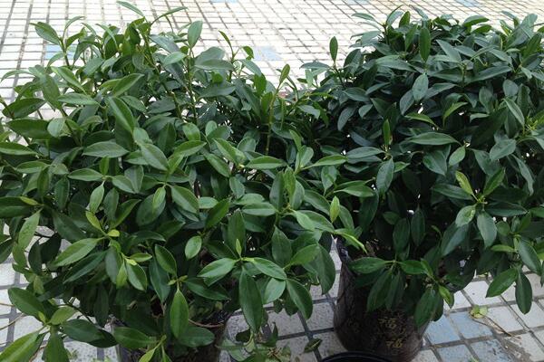 平安樹(shù)的養(yǎng)殖方法和注意事項(xiàng)，勤換盆多松土