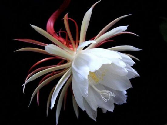 曇花怎么澆水，不同季節(jié)不同澆水量(見干見濕)