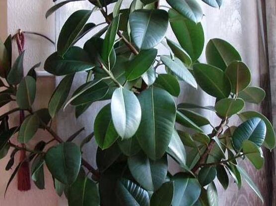 橡皮樹一盆栽幾棵最好，三棵為森八棵為發(fā)（推薦1/3/8/9）