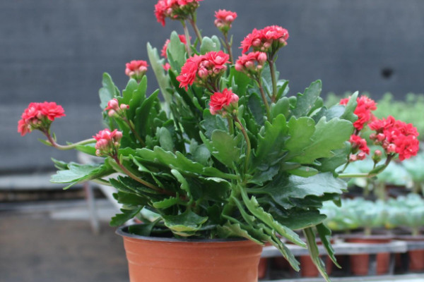 長壽花春天怎么養(yǎng)