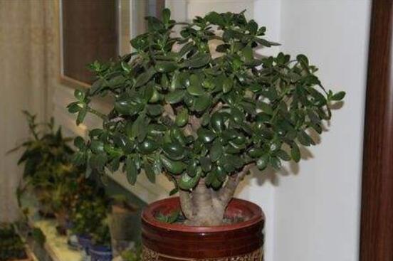 家里養(yǎng)玉樹有什么寓意，家庭和諧、事業(yè)順暢，學(xué)業(yè)有成