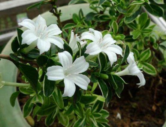 六月雪盆栽的寓意，寓意著守望愛情、不可缺的配角