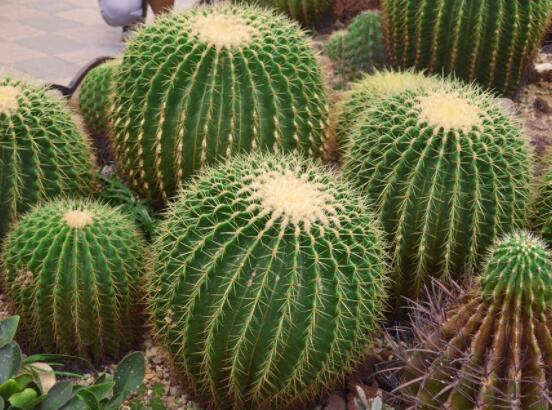 仙人球用什么肥料，鉀、磷肥為主，氮肥為輔