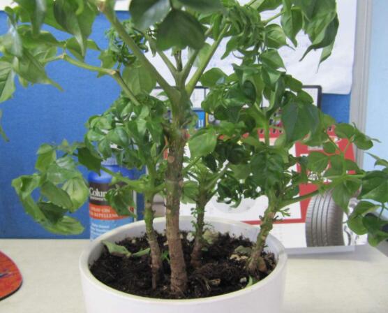 幸福樹病蟲害，盤點(diǎn)最常見的四種病蟲害防治大全