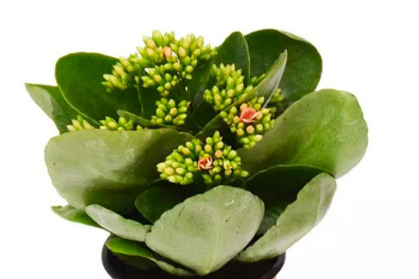 長(zhǎng)壽花冬季怎么養(yǎng)殖