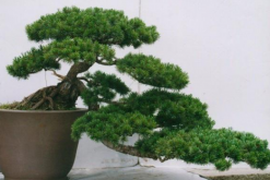 羅漢松盆景圖片欣賞，習(xí)性、分布以及作用