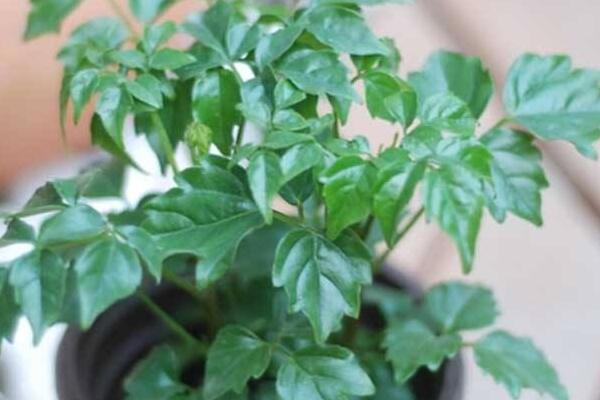 幸福樹(shù)用什么土，用園土、腐殖土和沙子配制