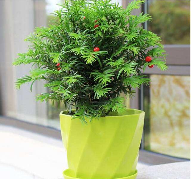 紅豆杉病蟲害的防治方法，莖腐病和白絹病是罪魁禍首