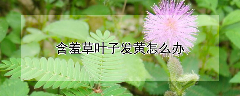 含羞草葉子發(fā)黃怎么辦