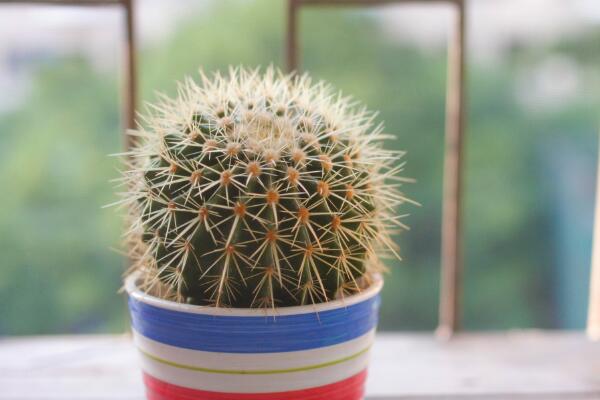 仙人球換盆方法，4步即可完成仙人球的換盆