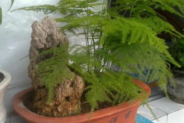 剪下來(lái)的文竹能插活嗎，文竹扦插繁殖的秘訣