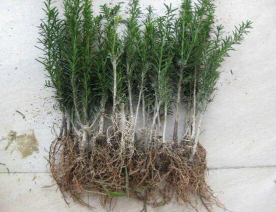 紅豆杉扦插繁殖方法，做好這五大方法便可生根發(fā)芽