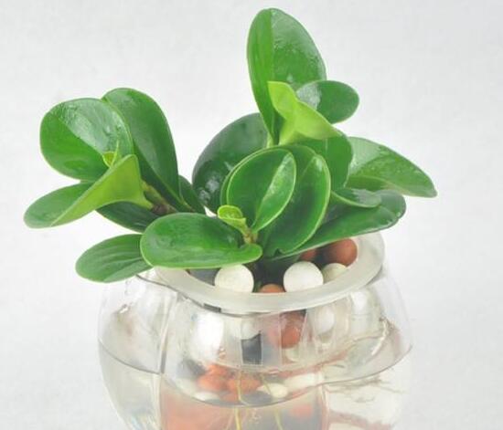 碧玉可以水培嗎，碧玉的水培養(yǎng)殖方法