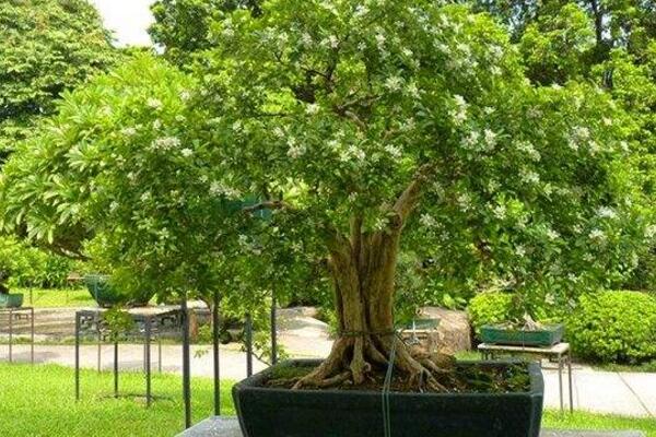 九里香開花時(shí)間，在每年的4~8月綻放