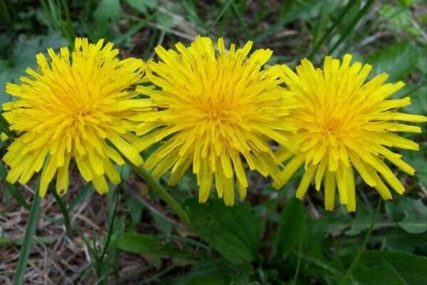 蒲公英在什么季節(jié)開放，每年的夏秋季節(jié)綻放