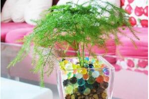 文竹可以水培嗎，可以水培需做好養(yǎng)護(hù)工作