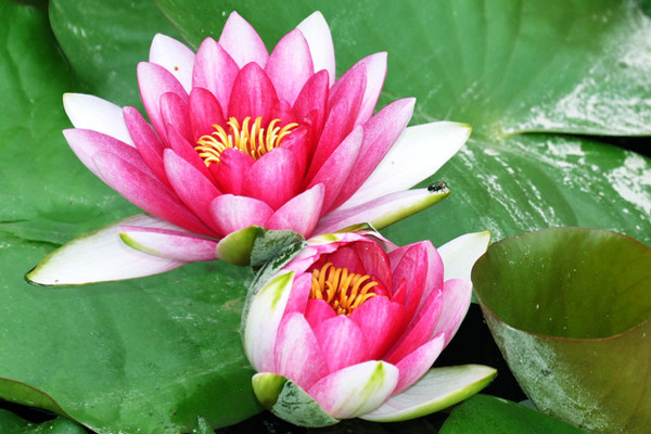 荷花養(yǎng)護應該注意什么