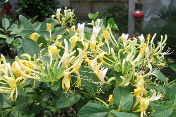 金銀花是怎么過冬的，南方地區(qū)可室外越冬