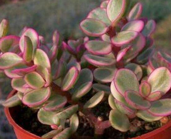 雅樂之舞怎么扦插，春季最佳/剪取生長健壯枝條