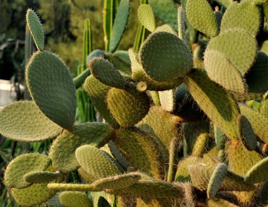 仙人掌沒根能活嗎，能活/傷口消毒晾干、重新移植上盆