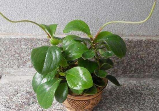 植物碧玉的風(fēng)水作用，舒緩心靈、增強(qiáng)運(yùn)勢(shì)