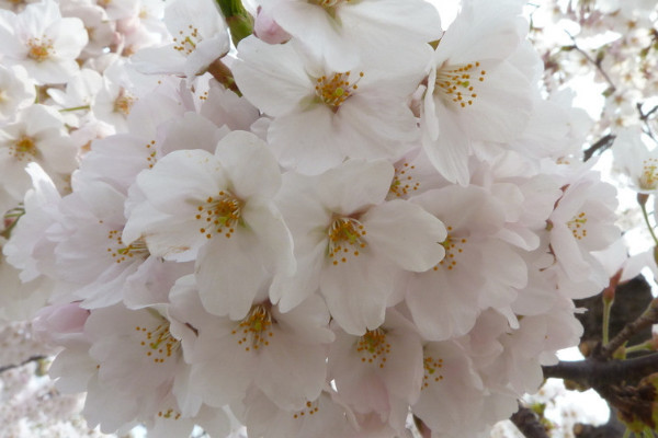 櫻花樹(shù)怎么扦插