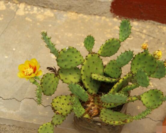 仙人掌沒根能活嗎，能活/傷口消毒晾干、重新移植上盆