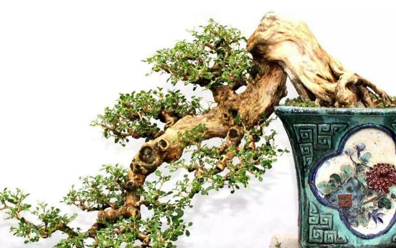 九里香的養(yǎng)殖方法和修剪，光照土壤要嚴控