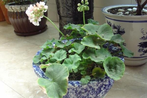 天竺葵泡水生根方法，3步即可天竺葵的水培