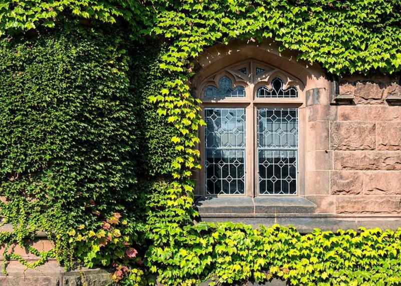 常春藤的作用，綠化環(huán)境凈化空氣