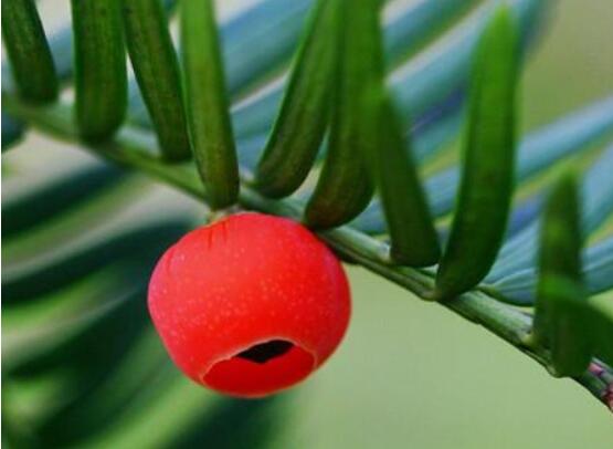 家養(yǎng)紅豆杉有什么好處，延年益壽、身體健康、長(zhǎng)壽幸福