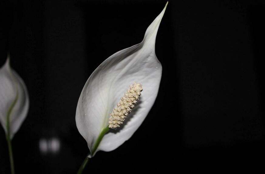 水培一帆風順的養(yǎng)殖方法，水質的要求最重要