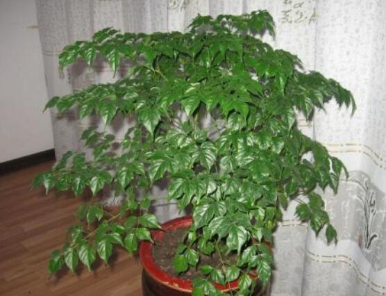 幸福樹(shù)葉子一碰就掉，教你四種原因以及解決方法