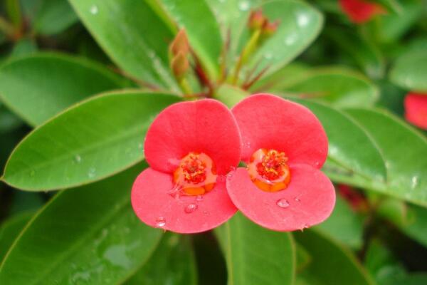 虎刺梅有毒嗎，全株有毒、汁液毒性較強(qiáng)