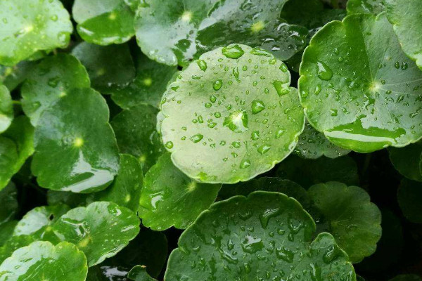 水培銅錢(qián)草的養(yǎng)殖方法和注意事項(xiàng)