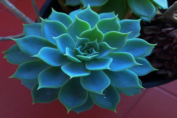 寶石花有什么作用，寶石花的四種作用