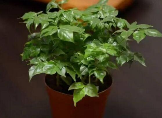 幸福樹放在哪里好風(fēng)水，盤點最佳四個好風(fēng)水位置(客廳/臥室/書房/陽臺)