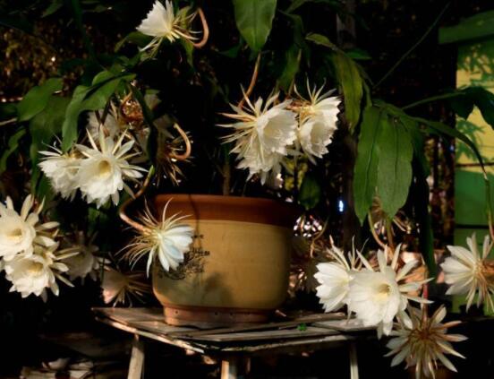 曇花怎么養(yǎng)，注意盆土是關(guān)鍵/肥水要合理