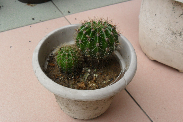 仙人球根部腐爛怎么辦，修剪處理后重新栽植