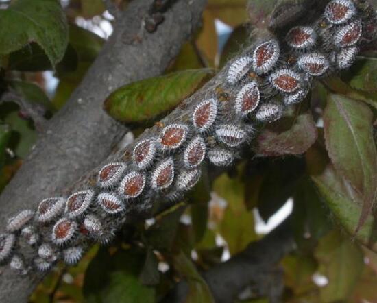 平安樹常見病蟲害有哪些，平安樹的病害防治