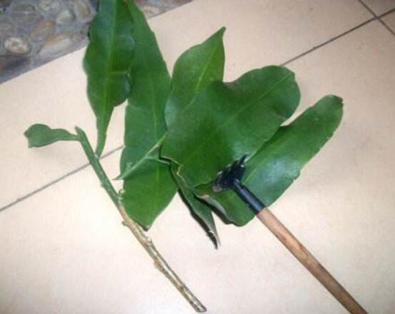 曇花扦插方法圖解，擇兩年生20-30厘米插蕙、扦插土壤深度1/3