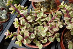 雅樂之舞怎么爆盆，讓雅樂之舞迅速爆盆的5大技巧